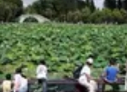 凉爽云南避暑游“热”情高涨，“奔县游”成新宠：小众县域如何接住“流量密码”？