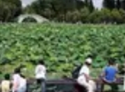 凉爽云南避暑游“热”情高涨，“奔县游”成新宠：小众县域如何接住“流量密码”？