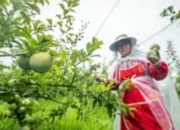贵州毕节：石漠荒山蜕变“甜蜜果园”，生态治理与产业振兴的双向奔赴