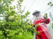 贵州毕节：石漠荒山蜕变“甜蜜果园”，生态治理与产业振兴的双向奔赴