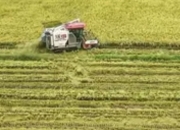 2025年全国早稻产量逆势增长1.2%：政策与科技共筑粮食安全屏障