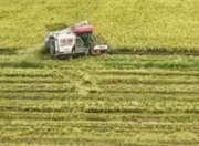 2025年全国早稻产量逆势增长1.2%：政策与科技共筑粮食安全屏障